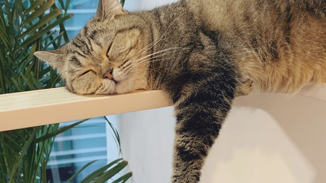 放弃讨好型人格后，我活得更舒展了