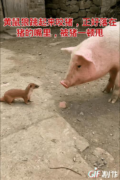 【猪鹅大战黄鼠狼】黄鼠狼咬猪，结果被甩～、黄鼠狼虽然小，但是他有核武器，它放个屁
