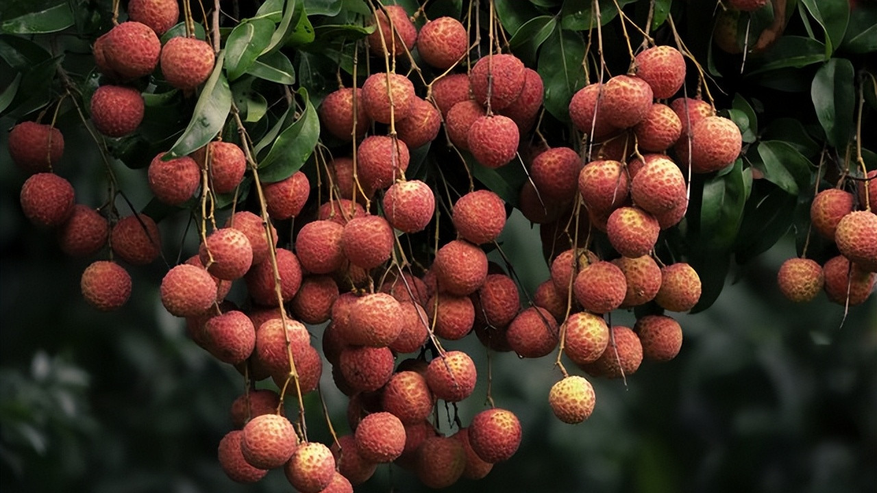 一骑红尘妃子笑，千年兵锋荔枝道：背后有哪些军事密码与地缘战略？