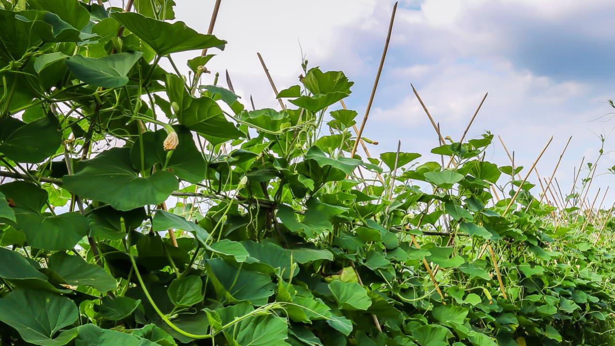 7天浇水实战录，现象级，平原甘蔗，畅销品种打造