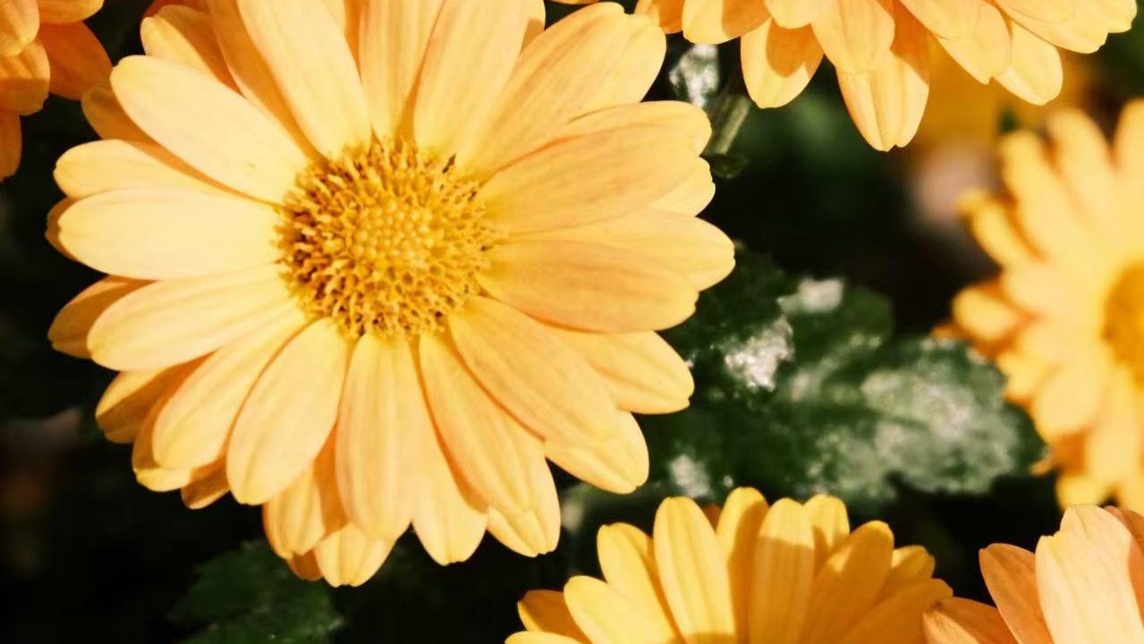 200万借贷纠纷一波三折: 从“介绍人”到“共同借款人”，债务责任亟待厘清