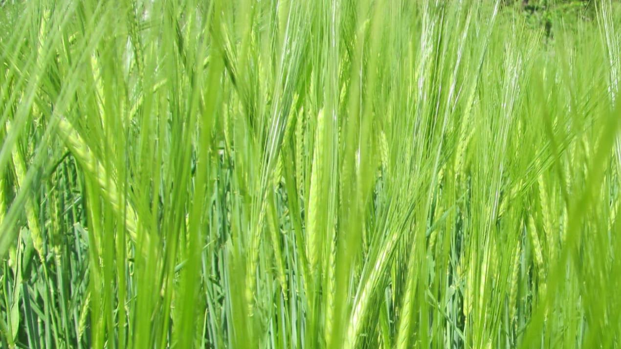 七天病虫害速除，高效安全，西南山地，油菜远离虫害