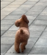 “您已被动偏航，已为您重新规划路线