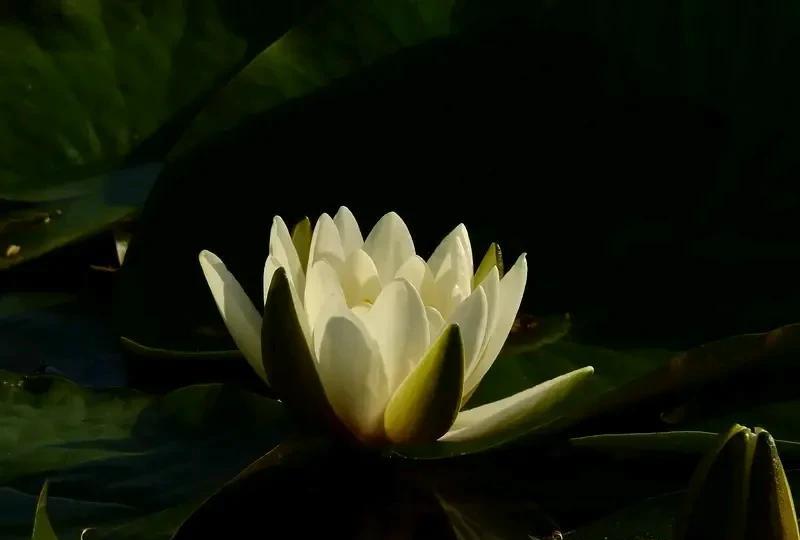 63岁艺术家吴琼和48岁老公拍婚纱照 63岁的艺术家吴琼和她48岁的丈夫去拍婚纱