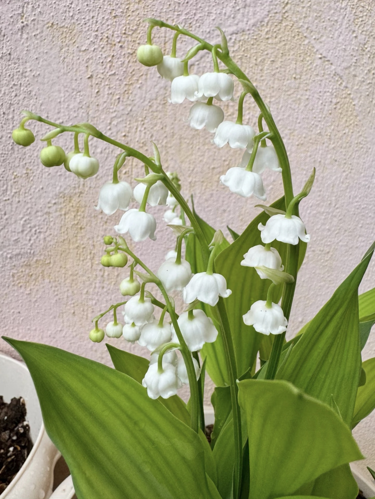 铃兰：从童话里走出来的 “白色风铃”，开花自带清香