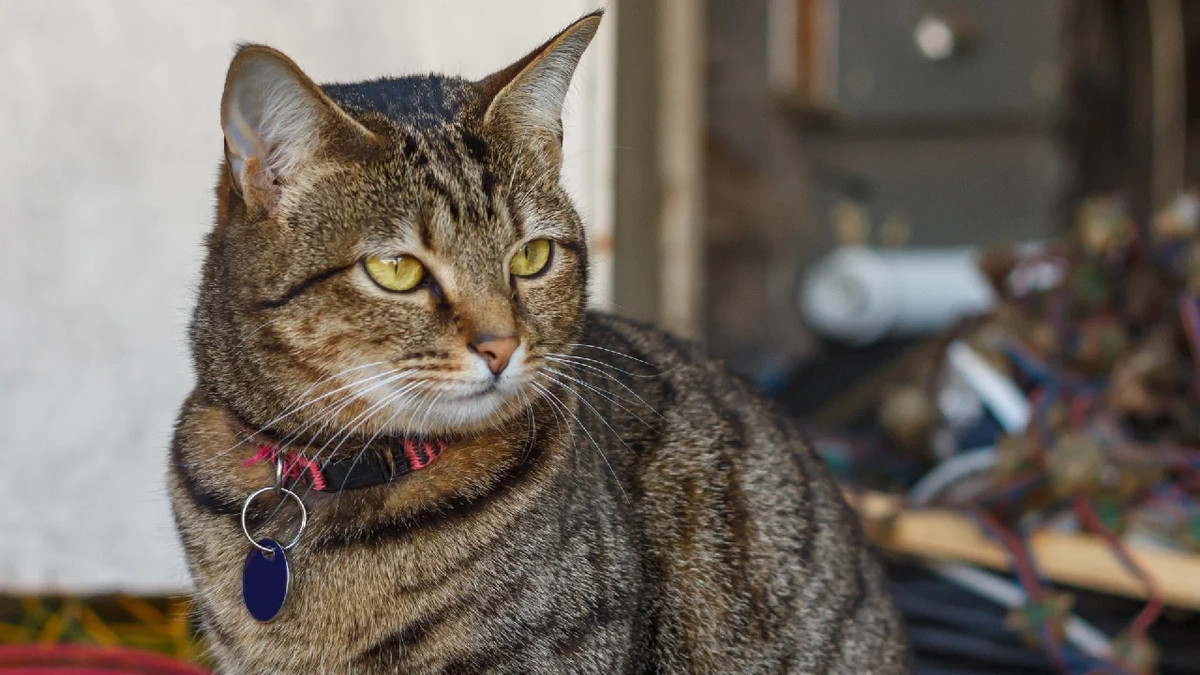平价猫粮哪个性价比高？大家都在用的三款猫粮牌子推荐