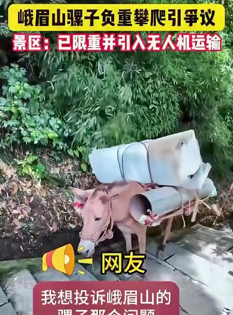 骡子运重物被投诉没人性，圣母心泛滥有多可怕？
     近段，峨眉山一名女游客看