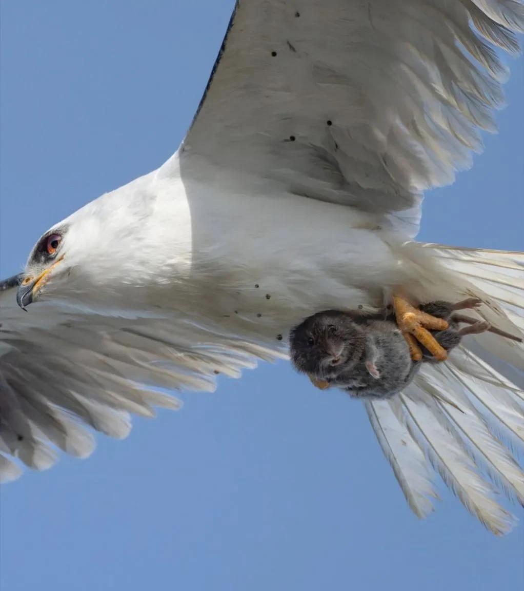 野生动物摄影师捕捉到一个完美瞬间：一只老鼠在被捕食者抓住的同时看向镜头。