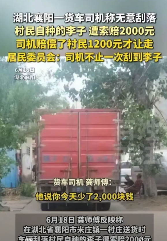“合理吗”？湖北熊店村，一货车进入村道送货，因车厢太高刮到村民的李子树，掉落了二