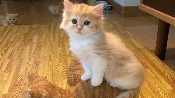 2025十大最好猫罐头品牌排行榜出炉：为何希喂猫罐头能成国产黑马？