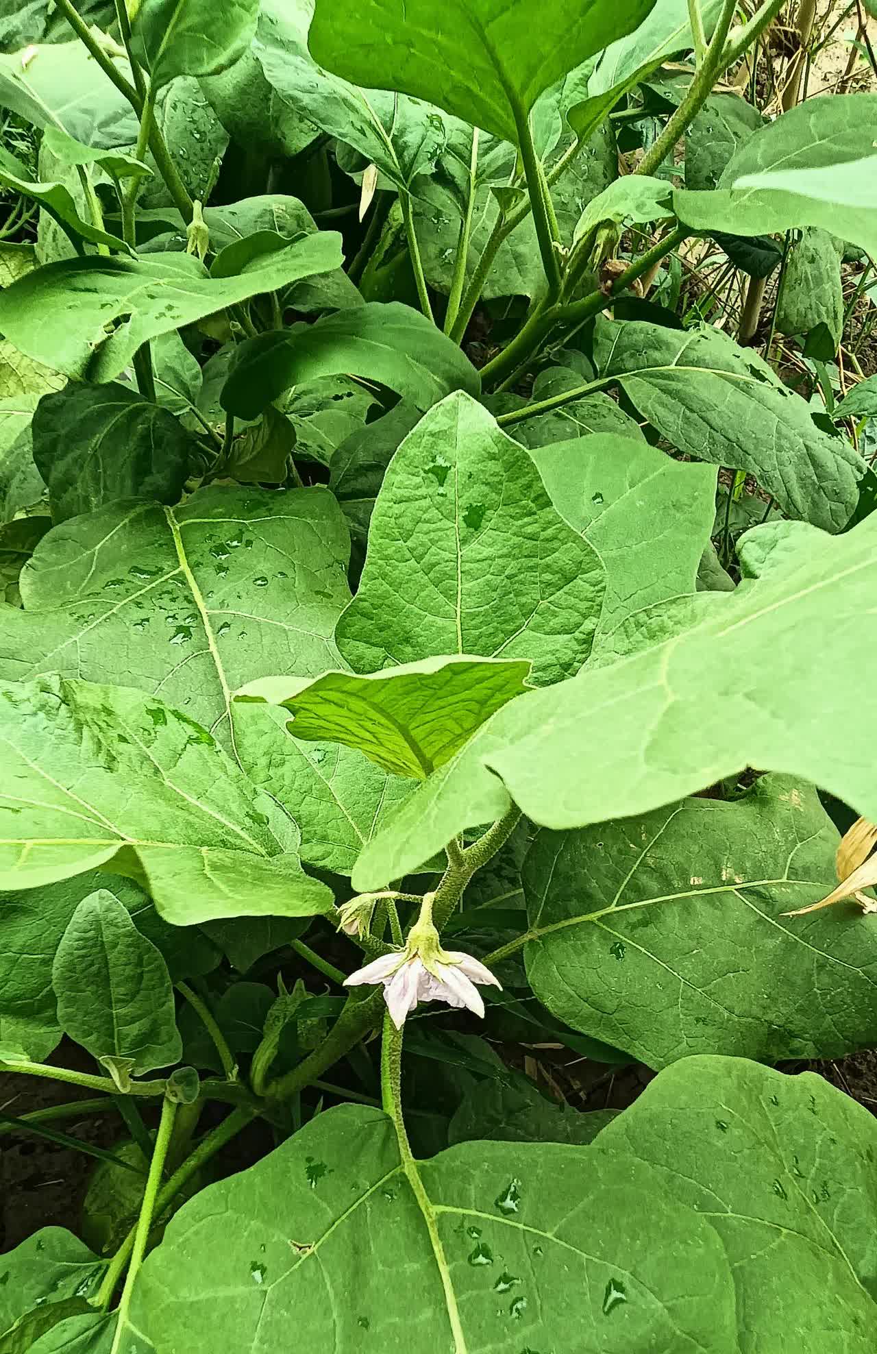 扎钉的轮胎。

晚上上班时，一位开四轮车的女士停下车，让我看看她的轮胎，我以