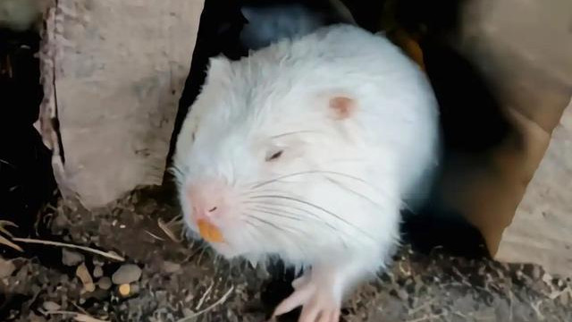 7只野鼠啃食菜地，男子将其打死并冷冻，被带走还罚款