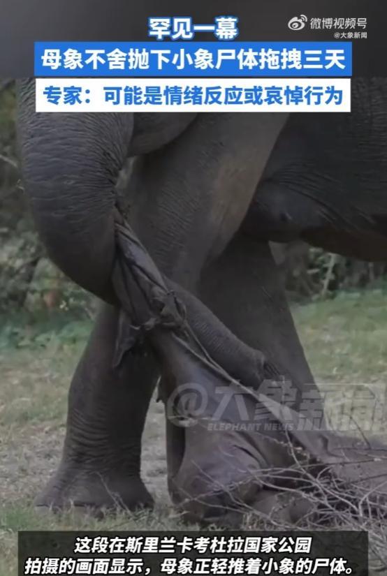 【#母象不舍抛下小象尸体拖拽三天#】#专家解读母象拖拽小象尸体数日# 近日，一段