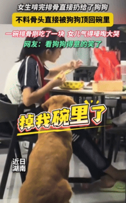 真成精了？”湖南一女孩啃完排骨上的肉后，将骨头丢给了狗狗，没想到，骨头直接被狗狗