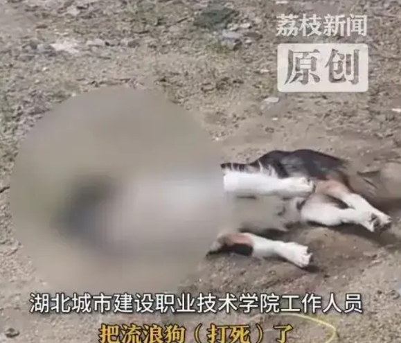 “保安乱棒打死校内流浪狗”被要求严惩。湖北城市建设职业技术学院的保安是外包团队，