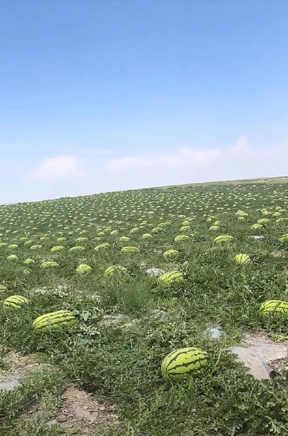吃不完，根本吃不完
吃不完的西瓜浇不完的地
一天一个西瓜
上午吃一半，下午吃半拉