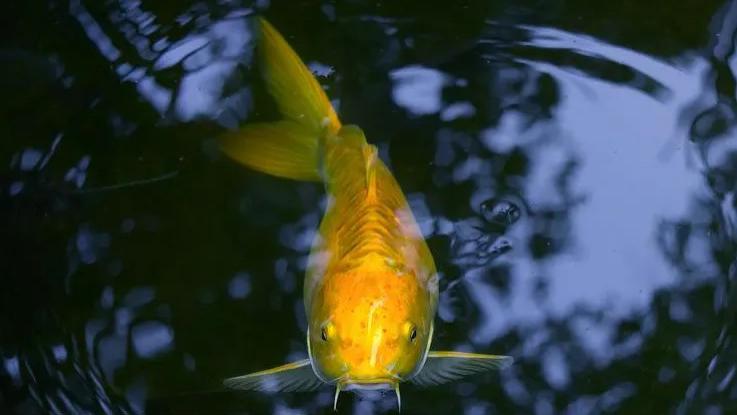 杨德振：吃鱼不说话