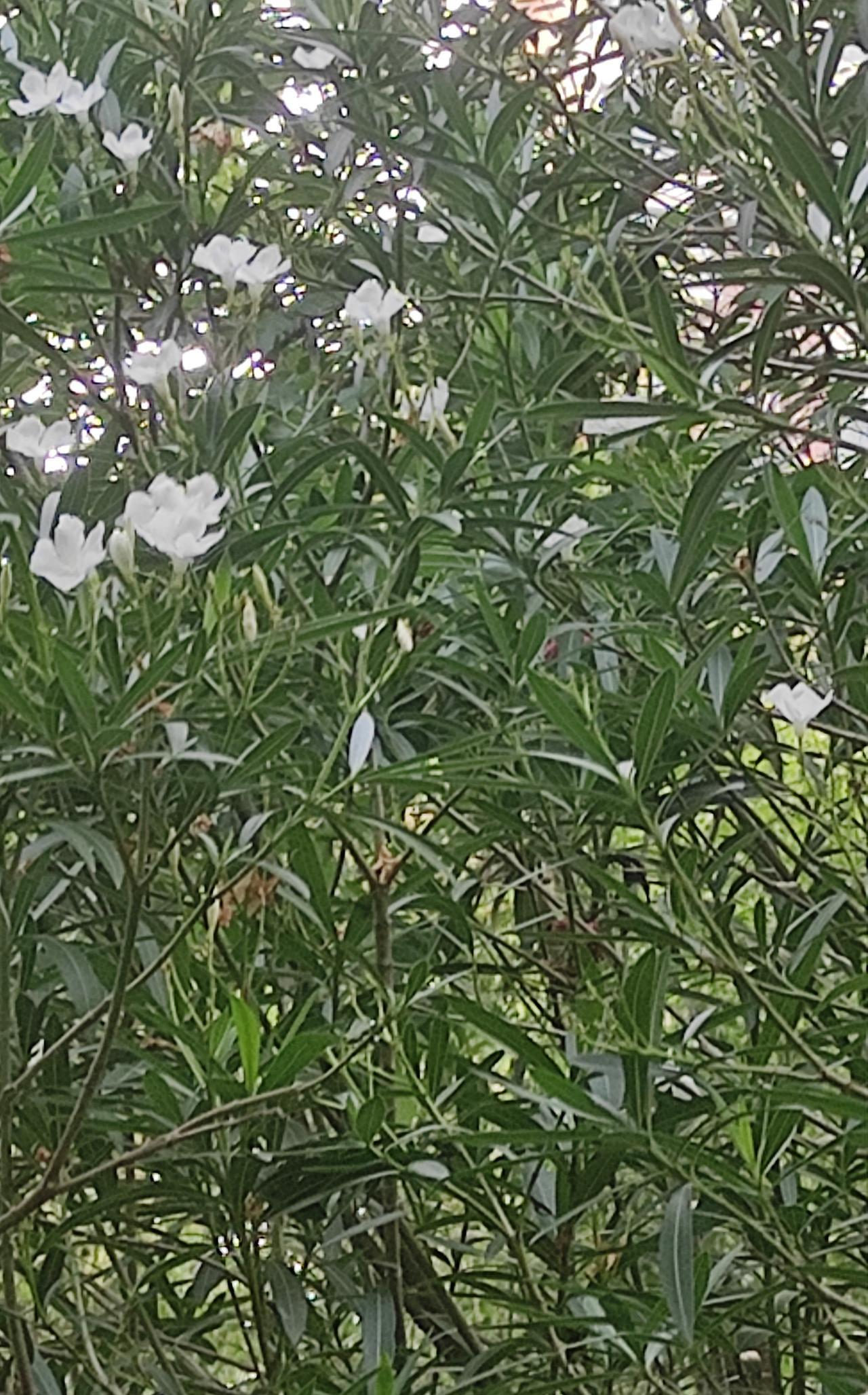 #分享城市新鲜事#
白花夹竹桃