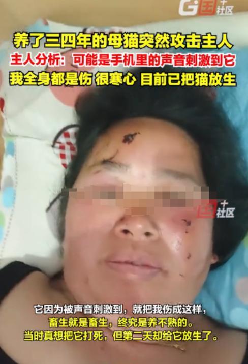 重庆一女子养了4年的猫，近日，听到女子手机视频里的传来声音，突然暴怒扑向女子的脸