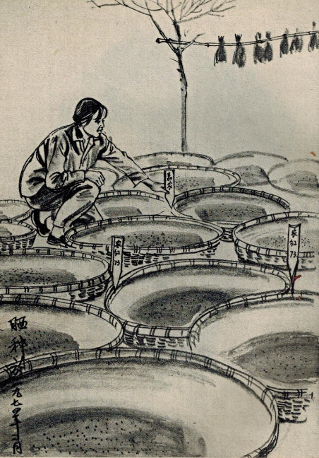 70年代速写：晒谷种，崇明长江农场 周闻 作。