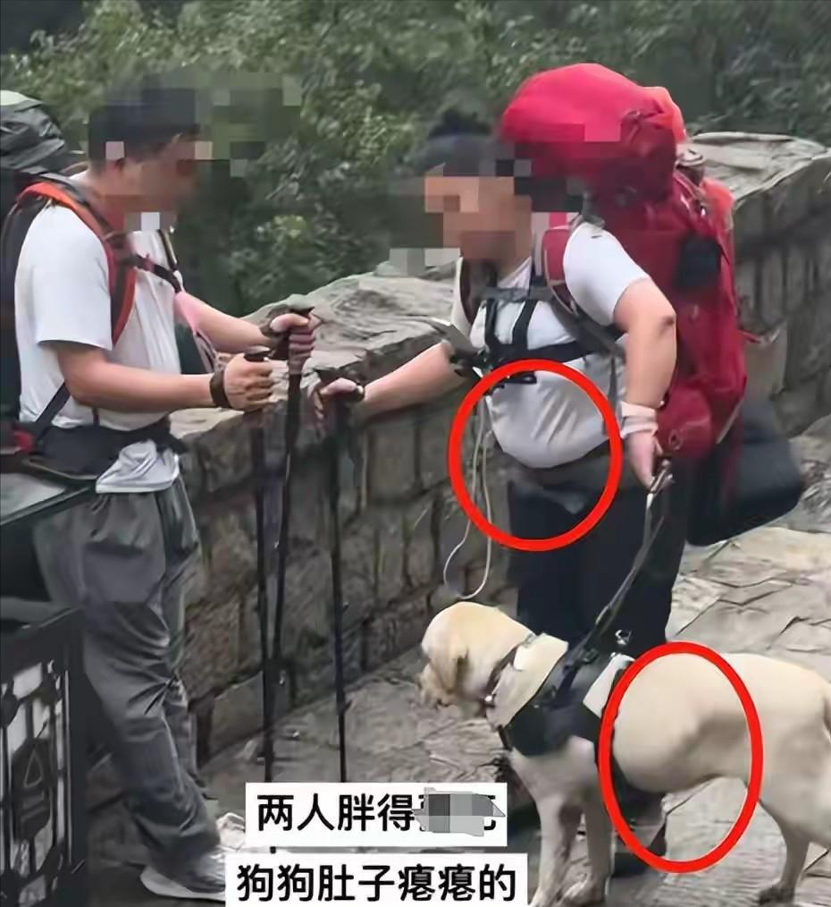 盲人爬泰山究竟能看见个啥？大雨天虐待导盲犬于心何忍？
眼睛瞎了，心也瞎了。大雨天
