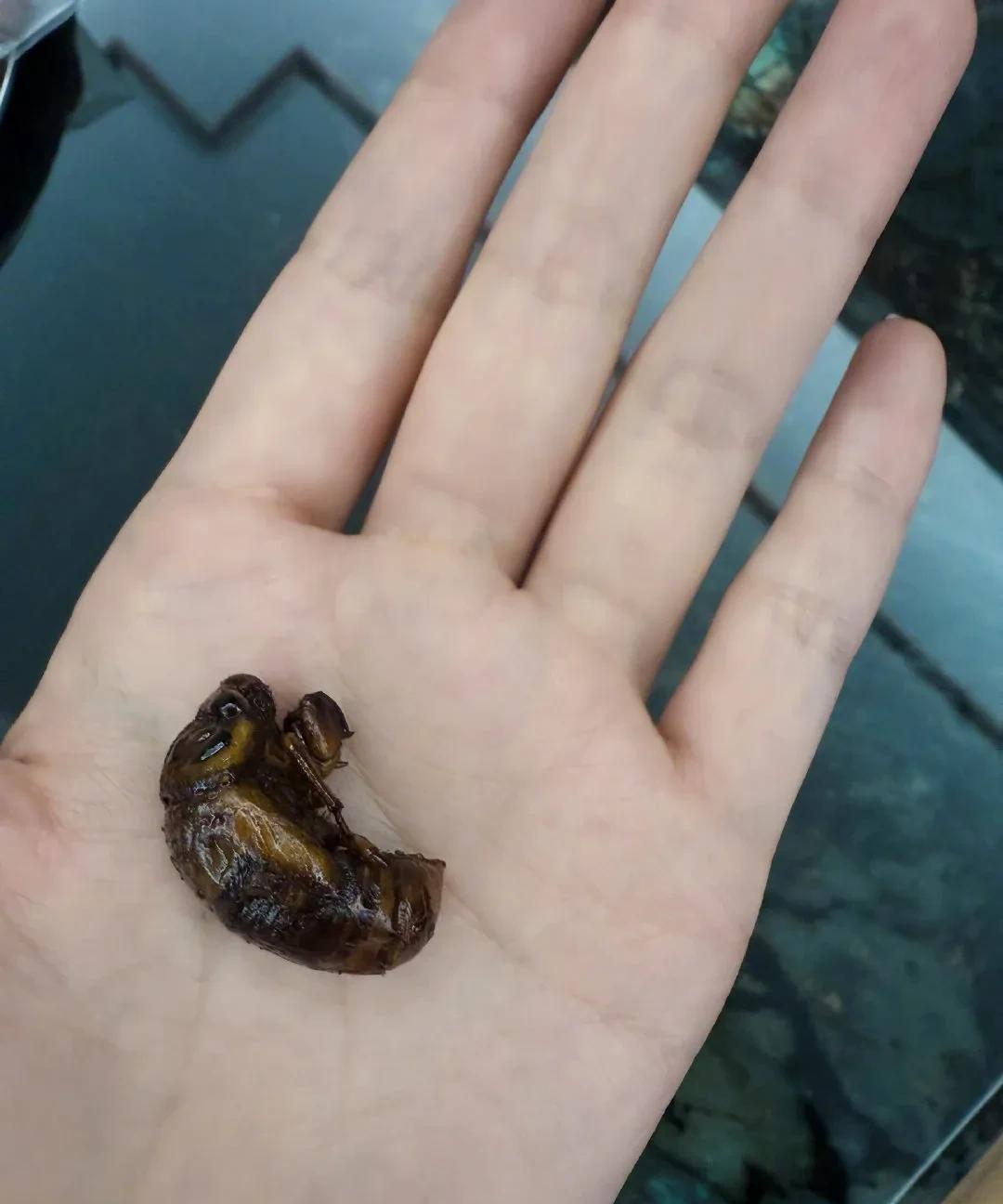 张馨予说今天晚餐是一只虫子
7月23日晚，张馨予在社交媒体发文，晒出了自己的晚餐