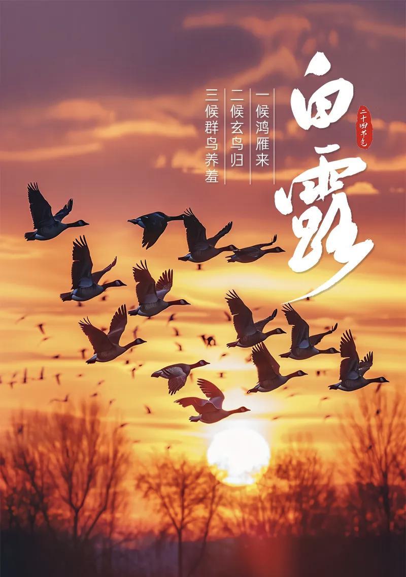 #万能生活指南#今日白露，一候鸿雁来，二候玄鸟归，三候群鸟养羞。