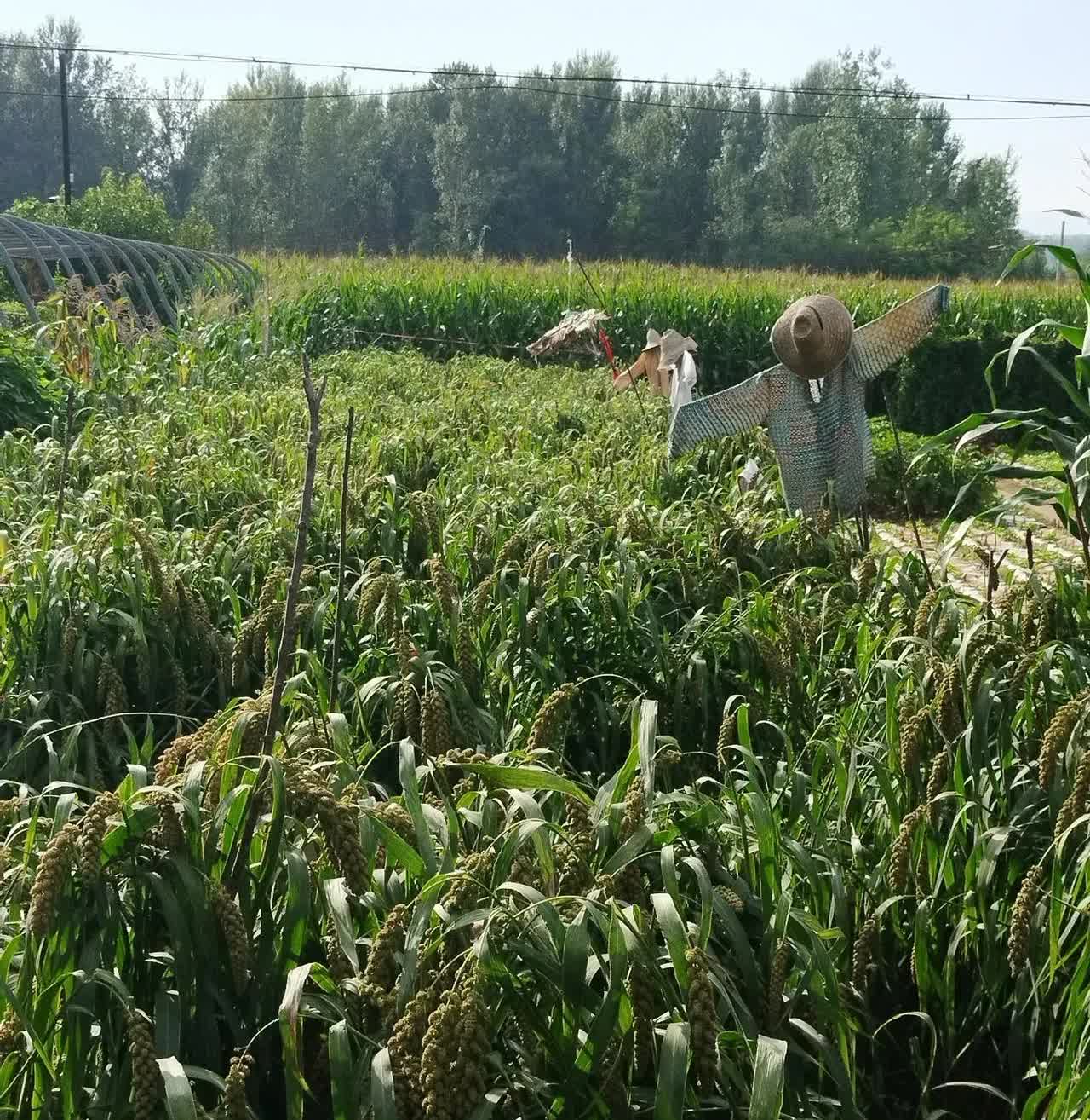 昨天考科目三了，
我又挂了，
科目二就考了三次过的，

好不容易考过了科