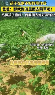 “这下后悔了吧！”安徽阜阳，一男子因孩子在家不好好写作业，将其带到田里薅草，不料