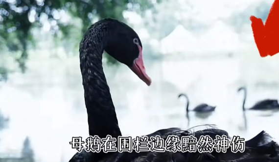“黑天鹅事件”后续来了，过去一周，网友想尽办法让母鹅看清现实，回归正常生活。可“