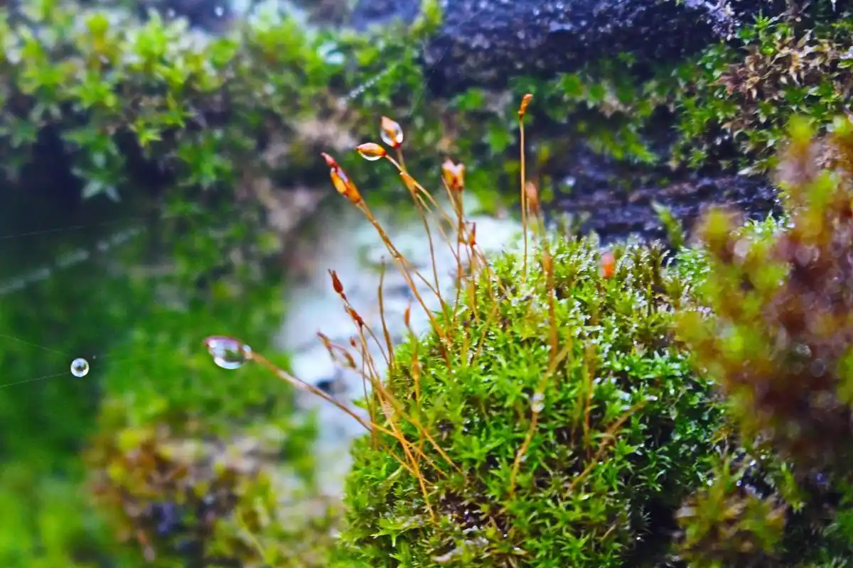 ​​“苔花如米小，也学牡丹开”｜古人励志神句背后的生命哲学​