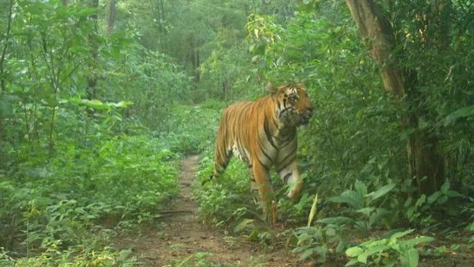 历史性回归！老虎重返狮乡，找不到配偶还能留下多久？