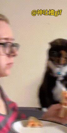 搞笑宠物片段：看到主人正在吃面包，猫咪刚准备伸手去抓，主人赶紧抢走了面包，而猫咪