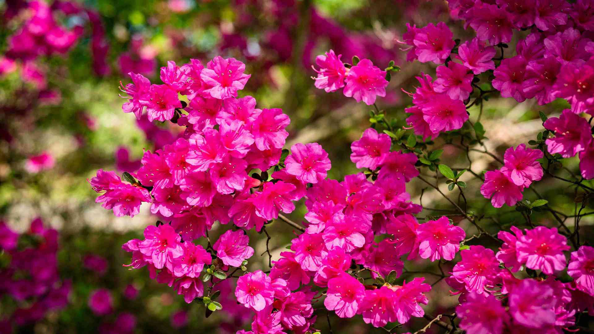 外卖盒改造育苗神器，塑料杯变智能温室，垃圾再生的绿色革命