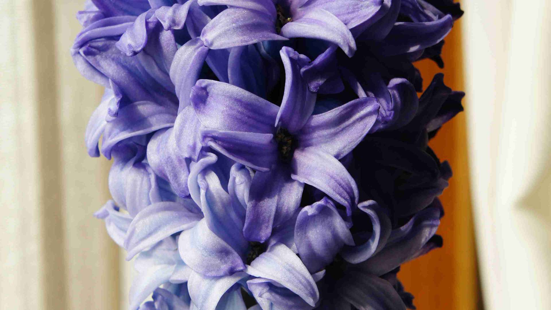 七夕植物情书创意，多肉拼盘表达心意，比玫瑰更持久的浪漫