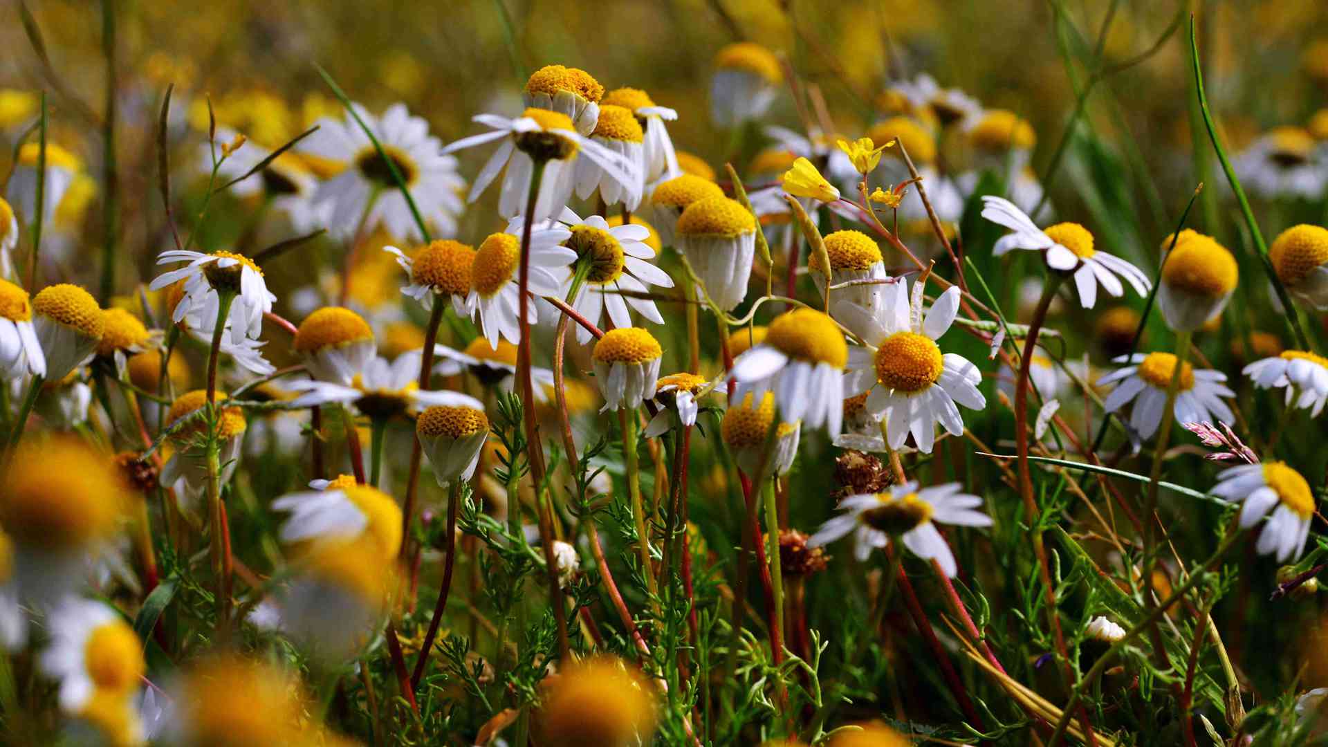 租房党绿植改造！房东不让动水电？5种无土微景观DIY方案