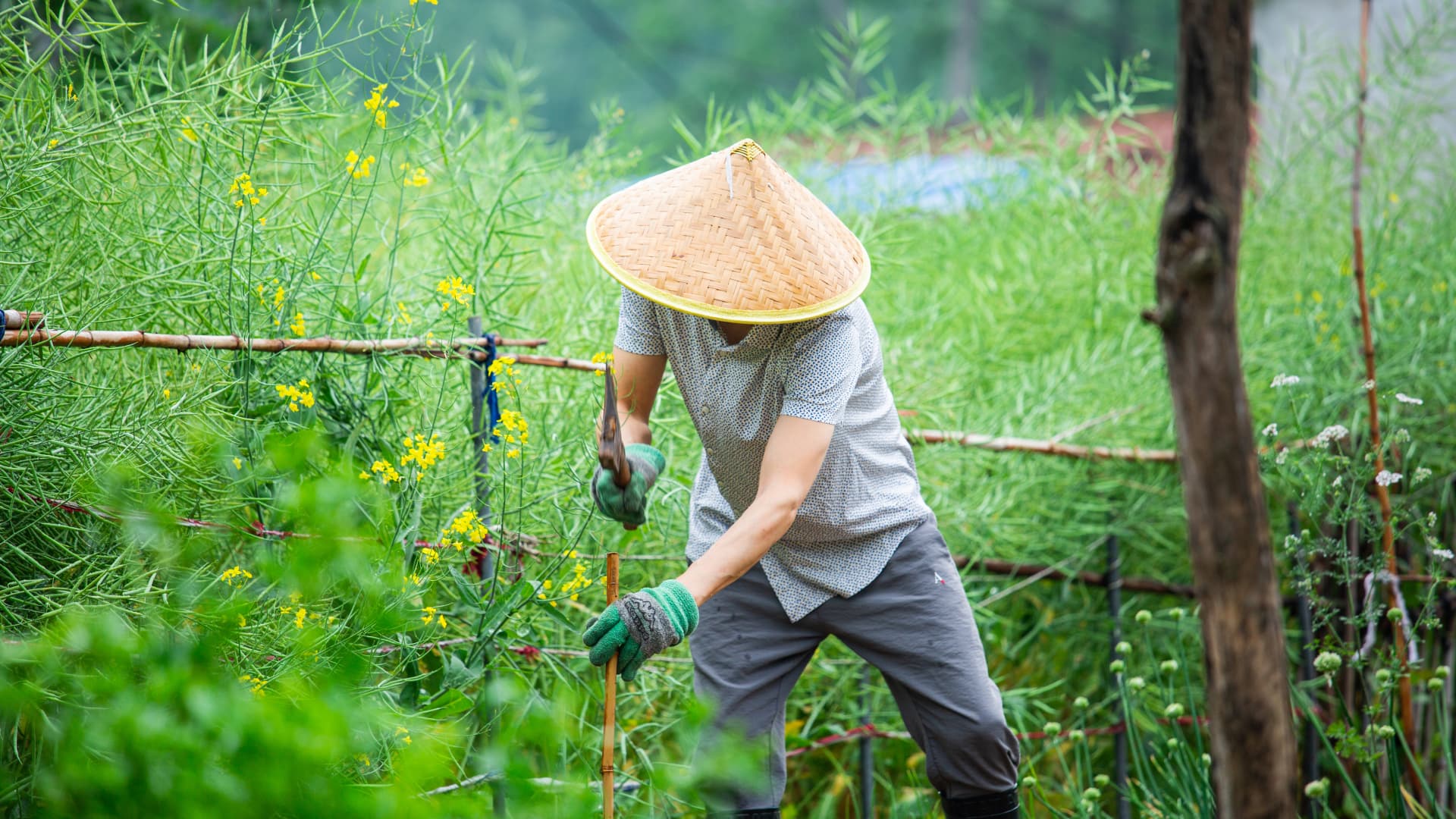 田园病害困扰，山药病害处理要点
