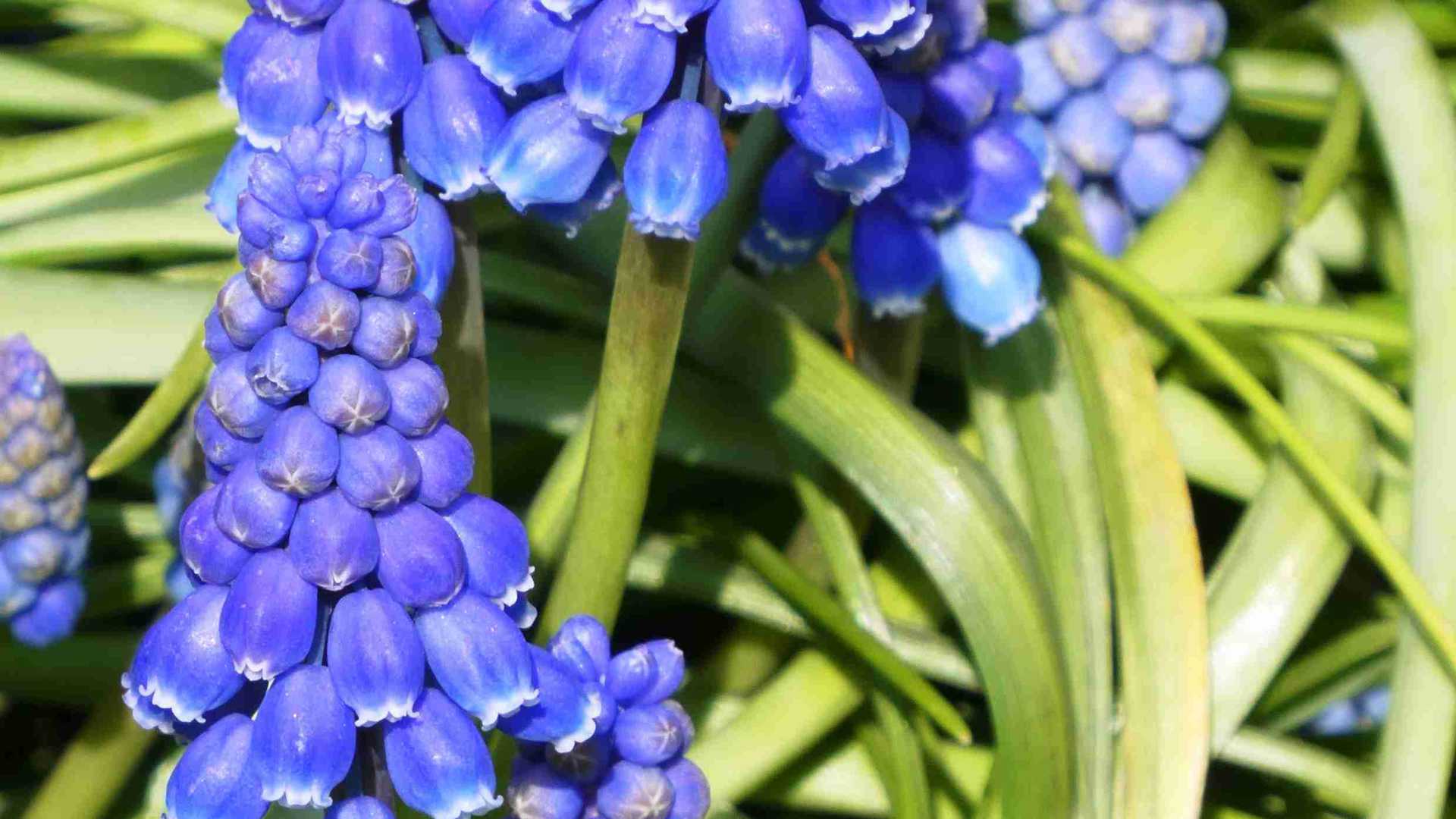 多肉上色玄机，教你两招，低温光照巧配合