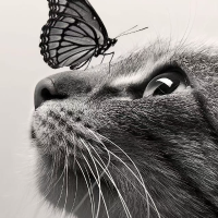 圆周率法律的律