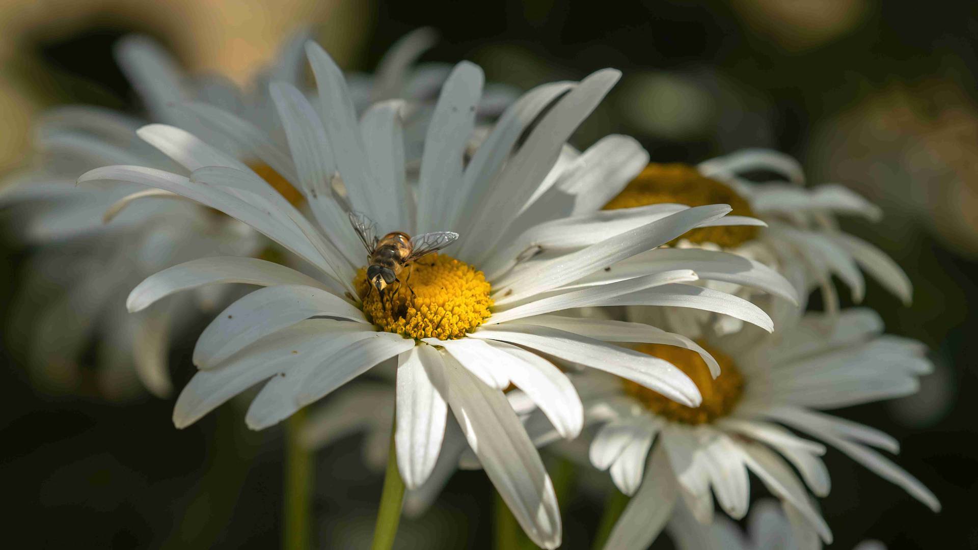 多肉温差上色技巧，秋冬夜间开窗策略，自然显色时间管理