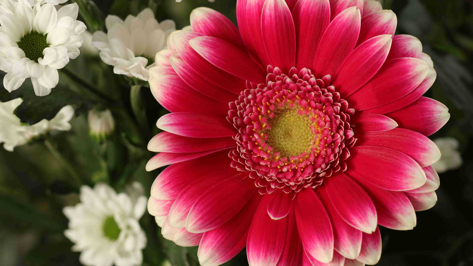 会_流血_的龙血树传奇，树脂用途与养护禁忌，千年植物的现代演绎