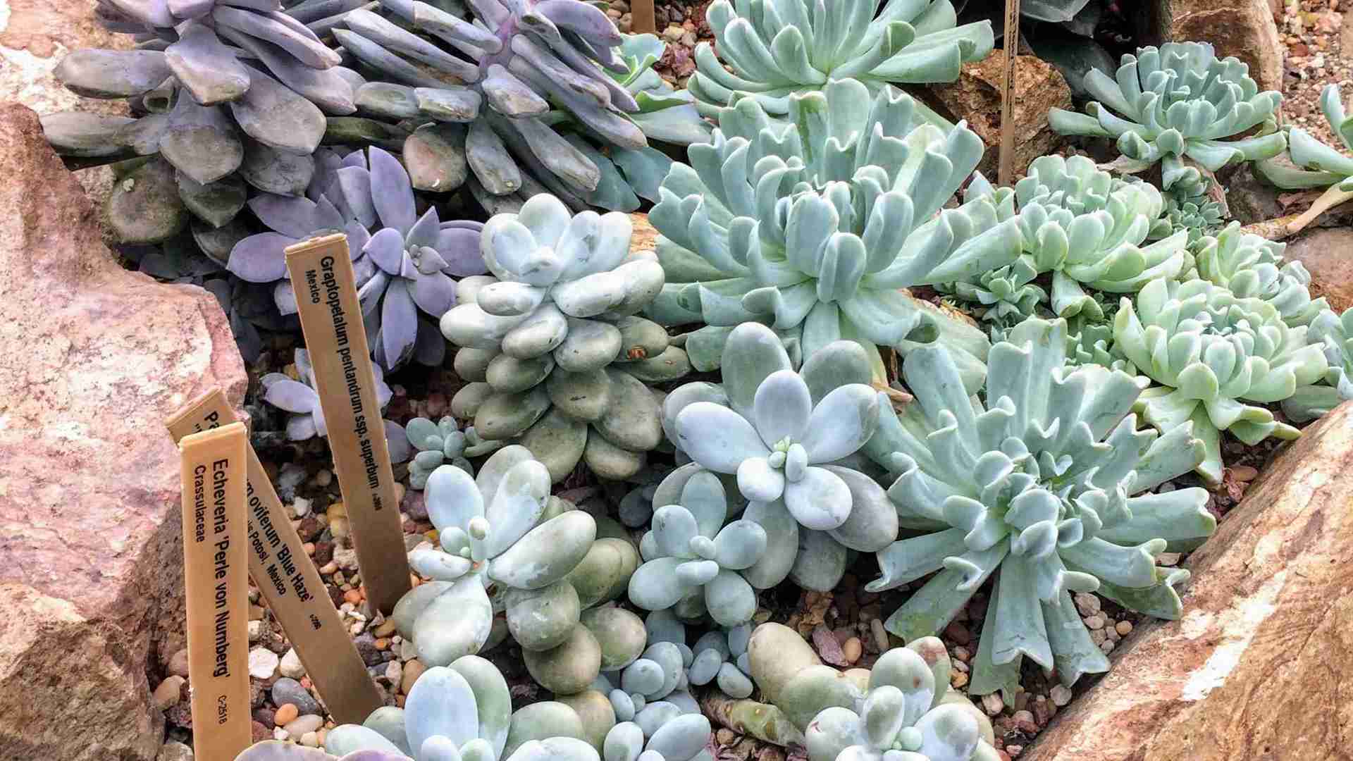 卧室氧吧植物优选，夜间呼吸作用解析，暗藏致命养护误区
