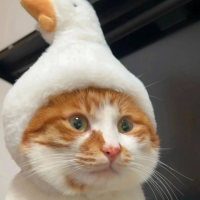 重生耄耋
