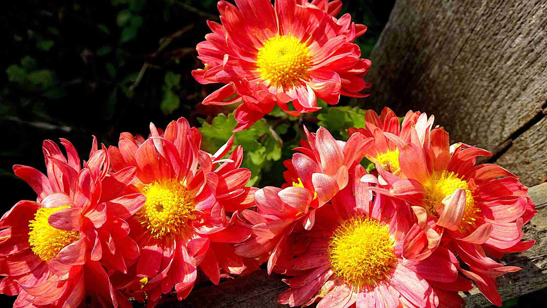 超市生鲜区绿植！自带保鲜功能的3种水培植物，附家庭版应用技巧