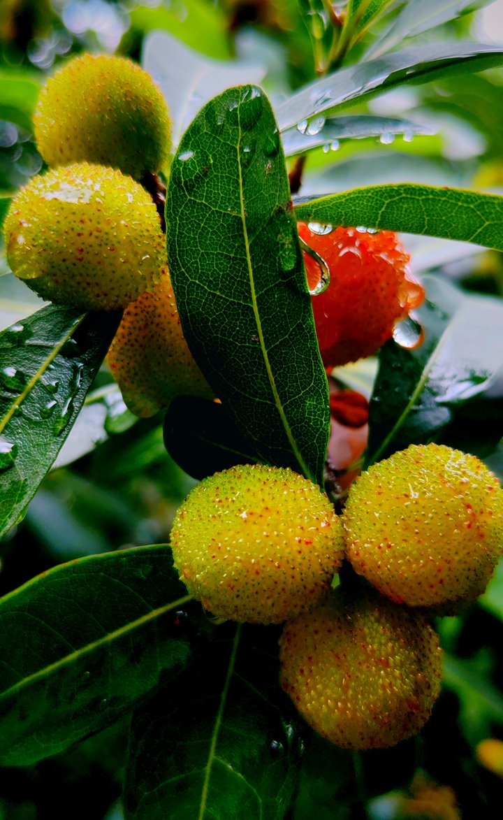 杨梅幼树整形三年期，颠覆认知，杨梅密植园通风不良，开心形树冠构建