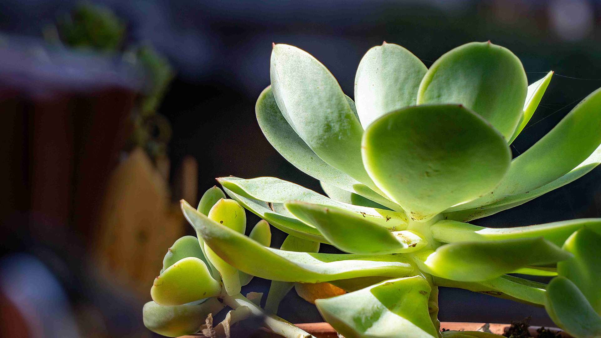 客厅发财树养护法，烂根预防黄金法则，叶片油亮不发黄