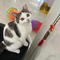 猫猫猫猫咪