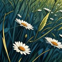 露珠打湿的小雏菊