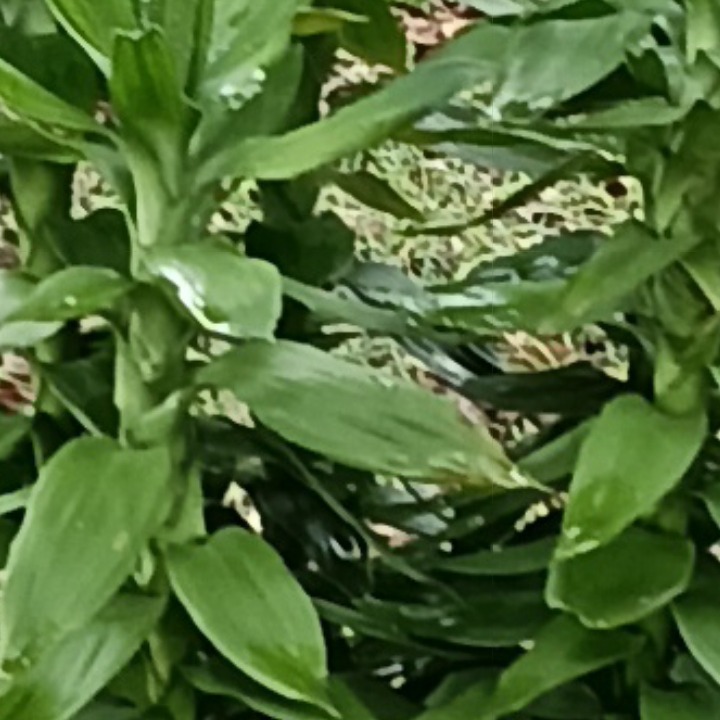 馘爨