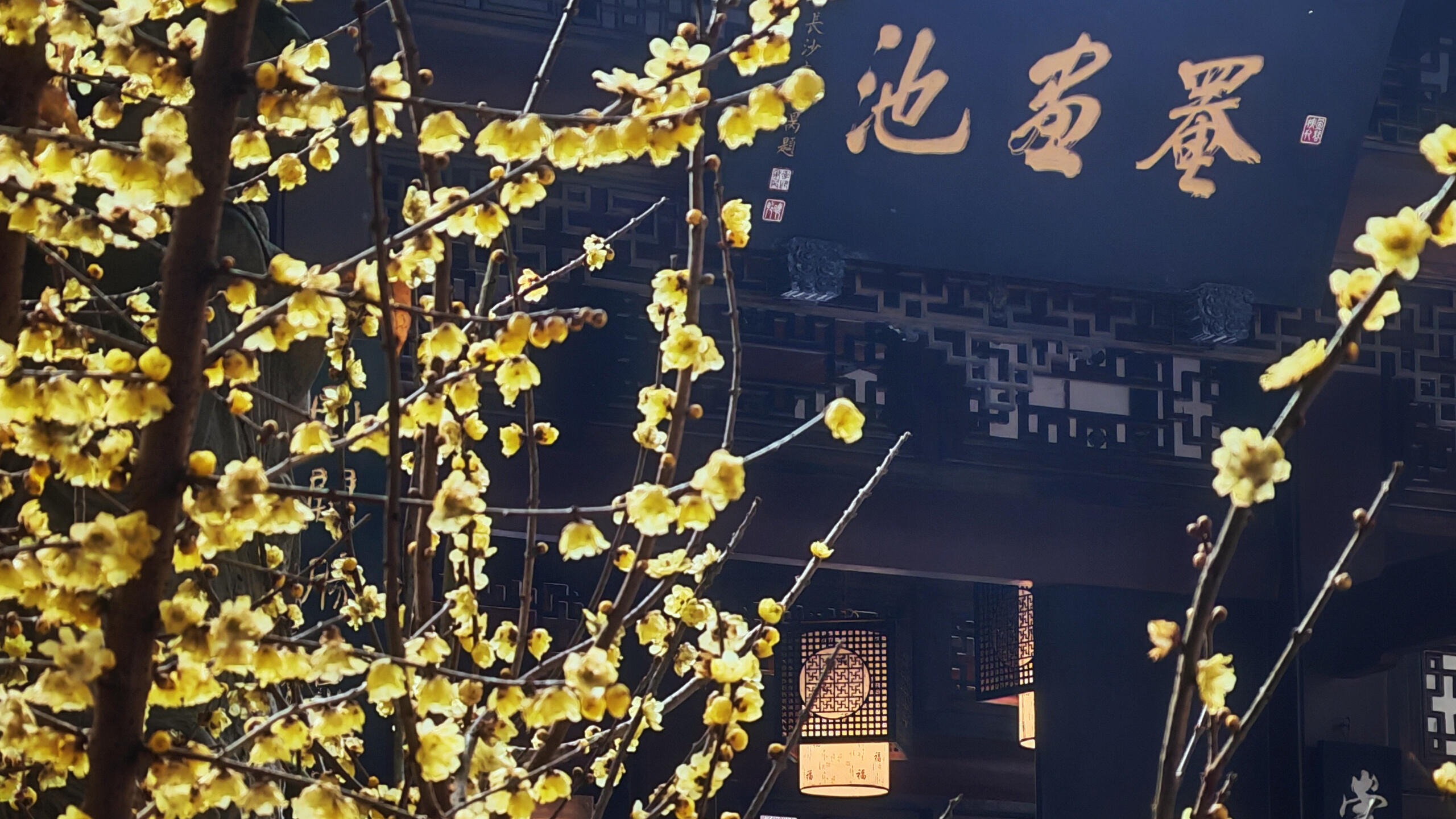 一秒穿越回古代｜崇州罨画池梅花季打卡全攻略